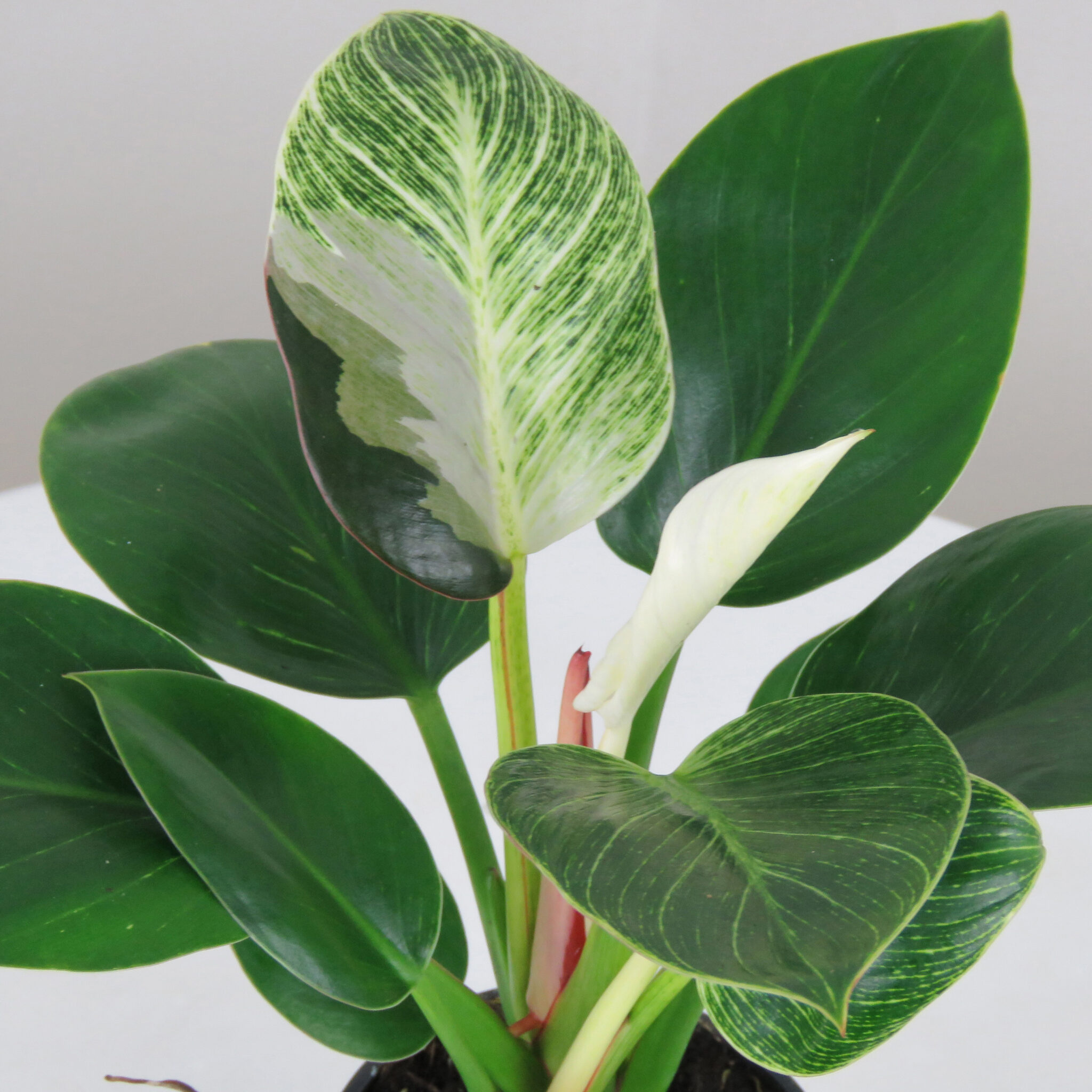 Variegated Philodendron 'Birkin' with unique coloration